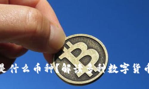 比特币钱包存放的是什么币种？解读多种数字货币钱包的区别与用途